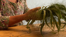 Introduction to Panicum Grass featuring Floristry Tips From Su Whale