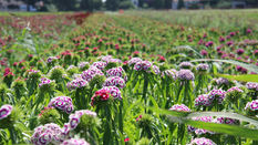 Sustainable Summer Flowers with Respect for Nature