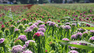 Sustainable Summer Flowers with Respect for Nature