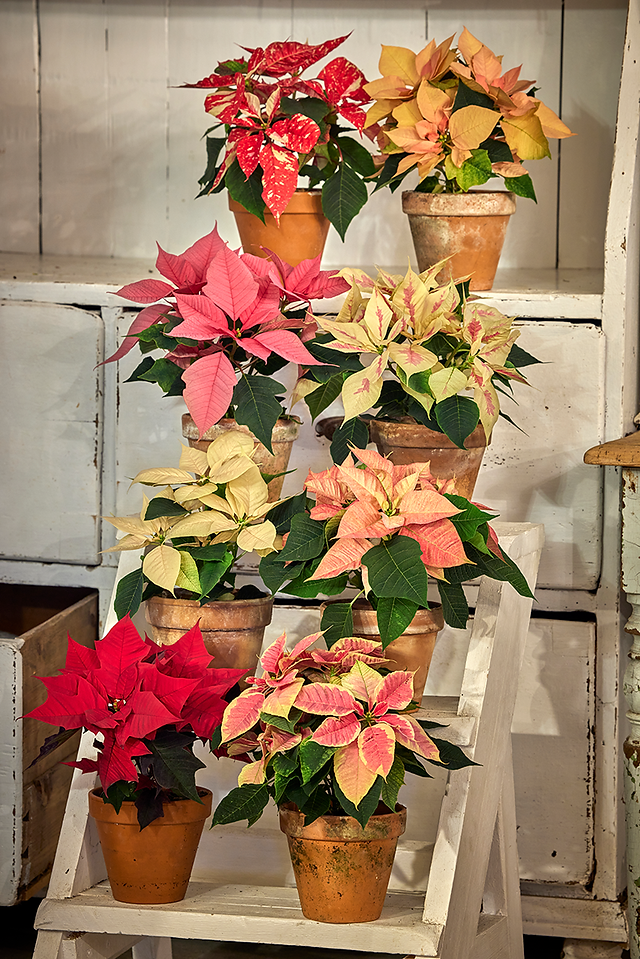 Display pf Poinsettia