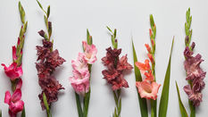 Gladiolus - An Autumn Classic featuring Floristry Tips from Su Whale