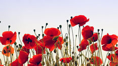 Poppies for Remembrance