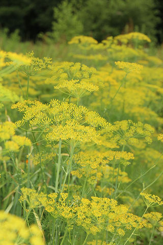 Autumn Flowers Dill
