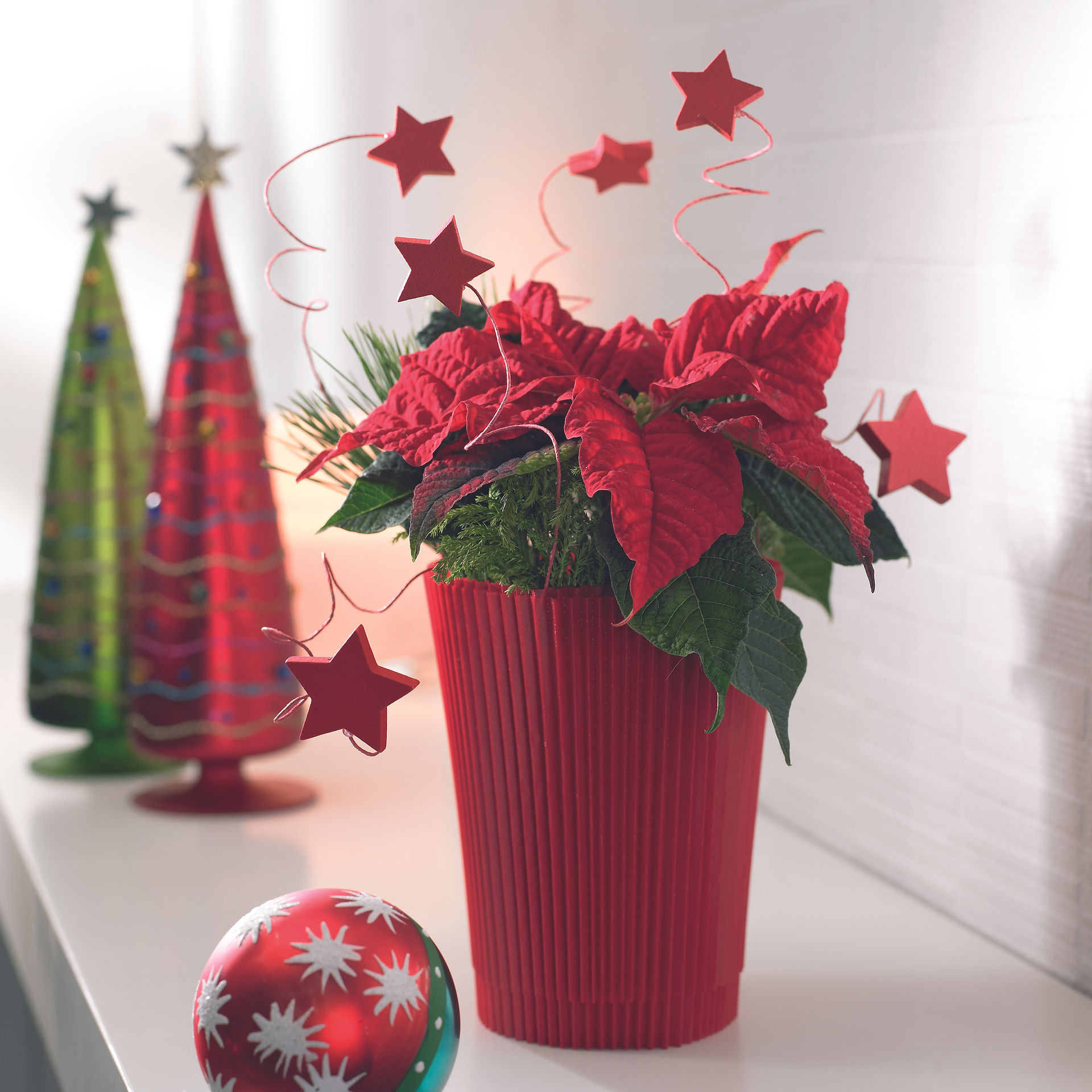 Poinsettia at home
