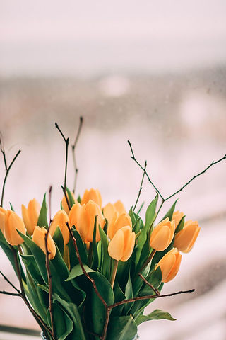 Winter Flowers Tulips