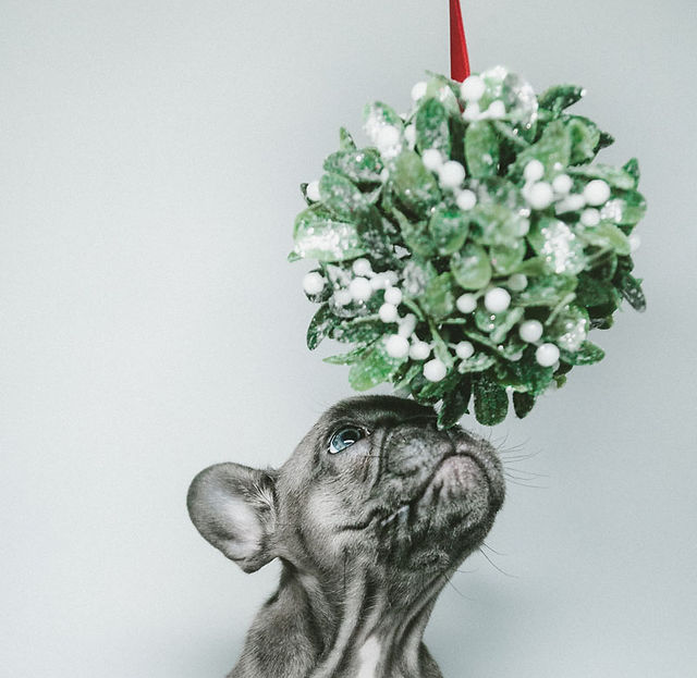 December Flowers Mistletoe swag
