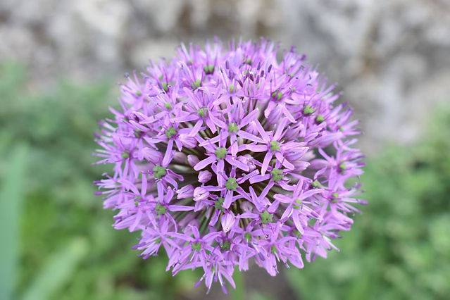 Summer Flowers Allium