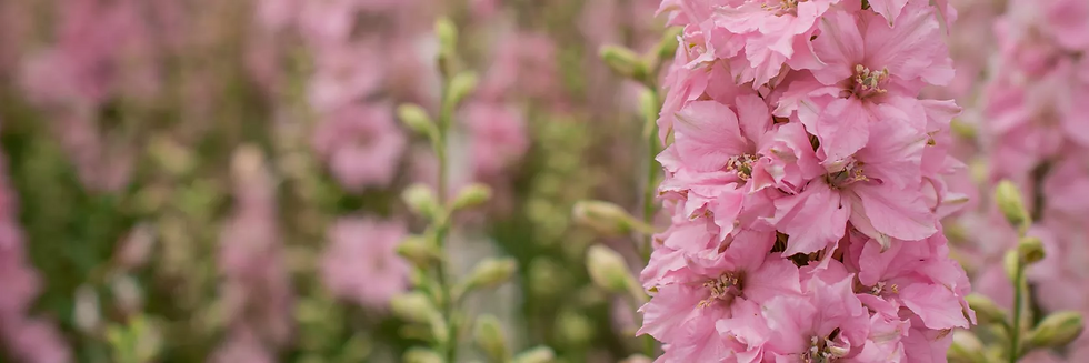 July Birth Flowers -  delphiniums
