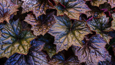 Seasonal Foliage Plant - Heuchera 