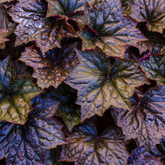 Seasonal Foliage Plant - Heuchera 