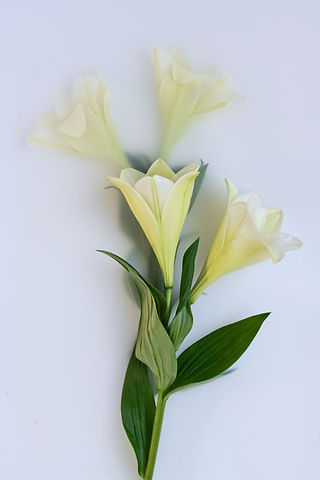 Easter Flower and Plants Longiflorum close up