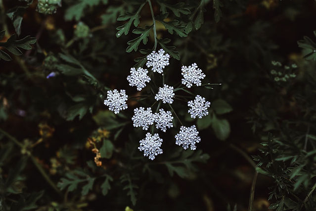 Summer Flowers Ammi