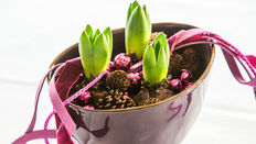 Let Loose with Scissors: Hyacinths 