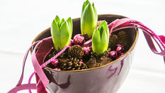 Let Loose with Scissors: Hyacinths
